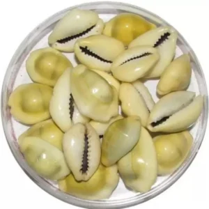 Kodi Shell Pack Of 11 Cowrie Shells - Pili Kodi Original For Diwali Pooja Decoration - Kaudi Shells For Craft (11 Piece)