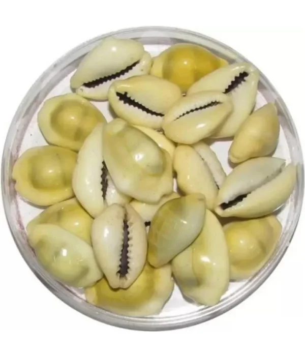 Kodi Shell Pack Of 11 Cowrie Shells - Pili Kodi Original For Diwali Pooja Decoration - Kaudi Shells For Craft (11 Piece)